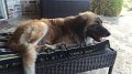 Moose_Pool_7-2016 (3)